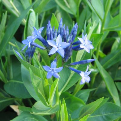 Amsonia tabernaemontana